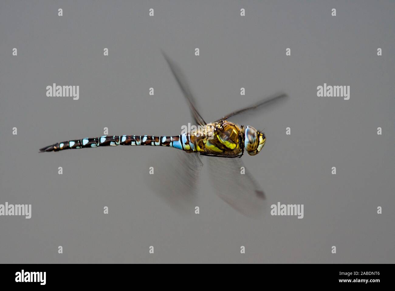 Herbst-Mosaikjungfer (Aeshna Mixta) Stockfoto