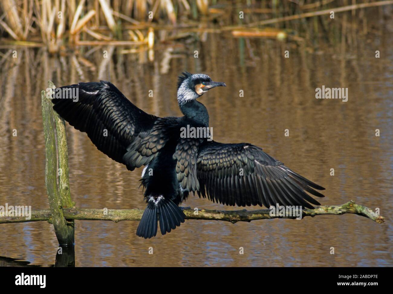 Kormoran (Phalacrocorax Carbo) Stockfoto