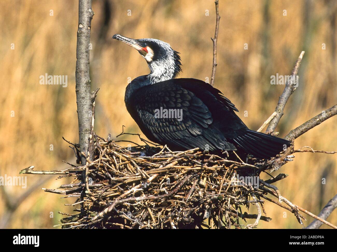 Kormoran (Phalacrocorax Carbo) Stockfoto