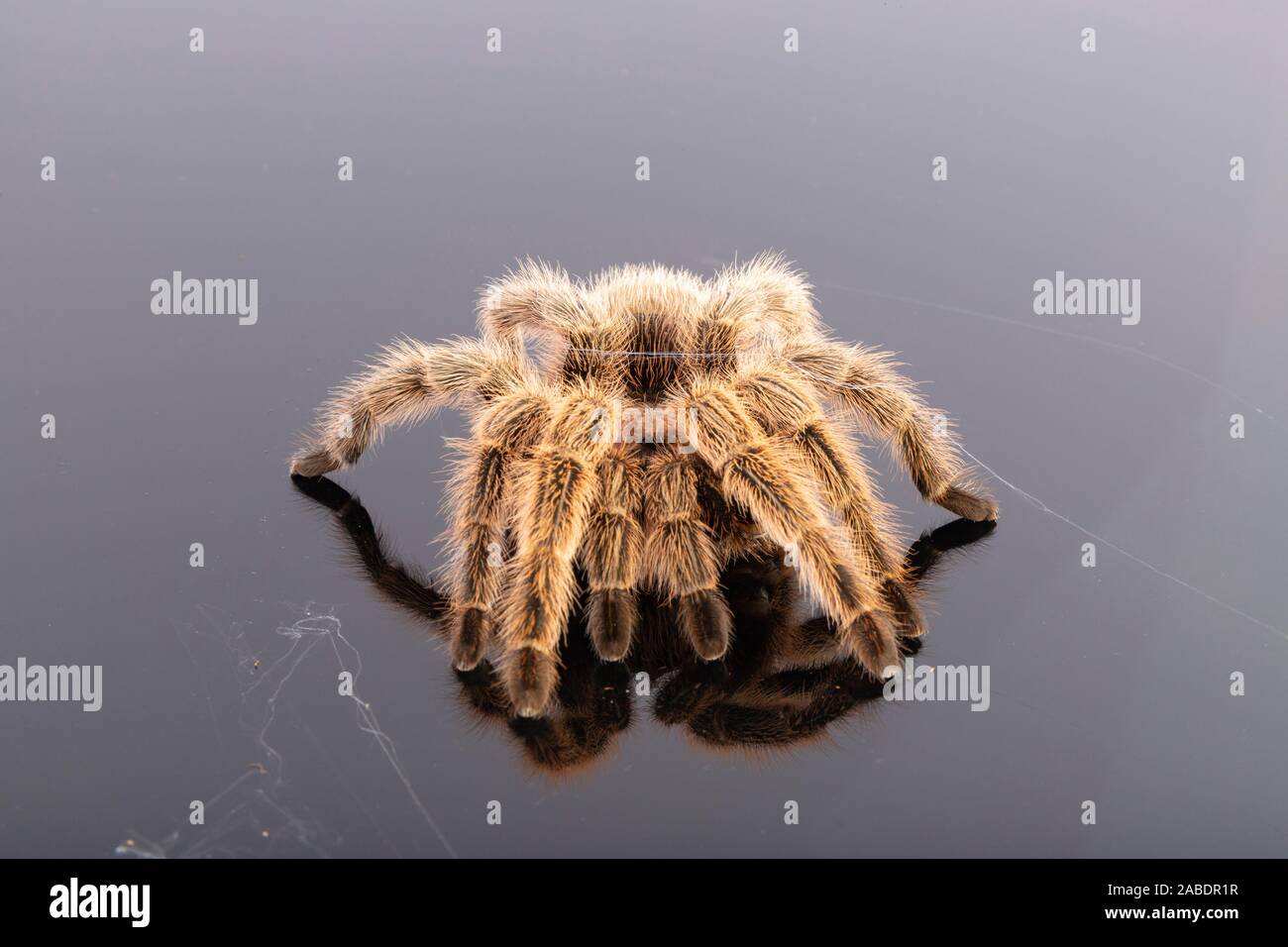 Grammostola grossa Stockfotos und bilder Kaufen Alamy