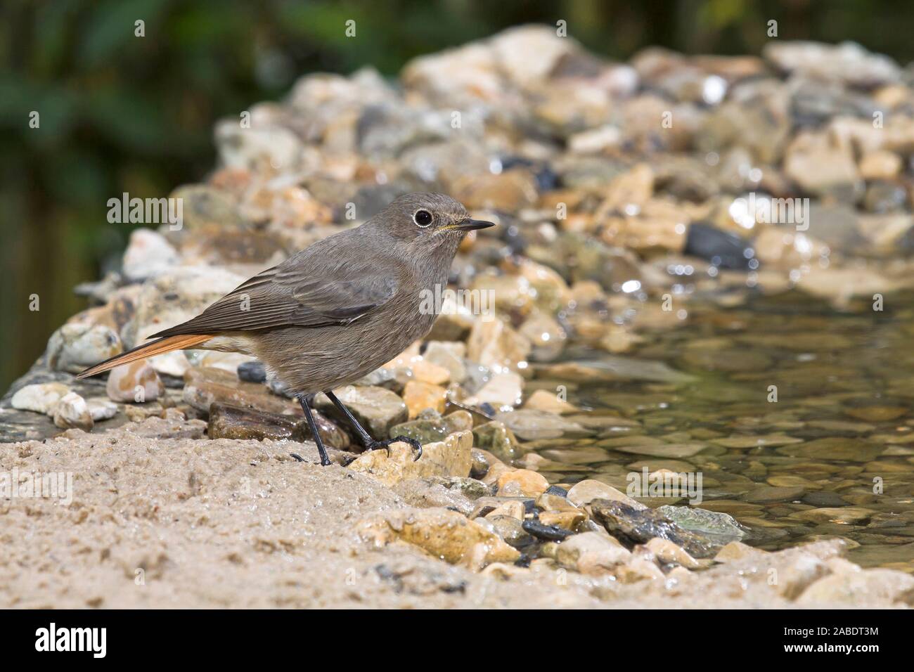 Hausrotschwanz (Phoenicurus ochruros) Weibchen Stockfoto