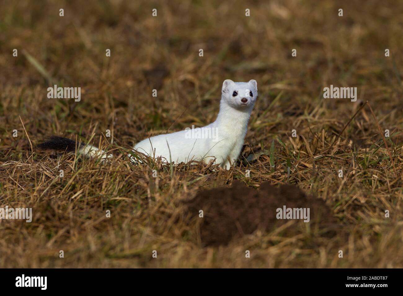 Hermelin (Mustela erminea) im Winterfell Stockfoto