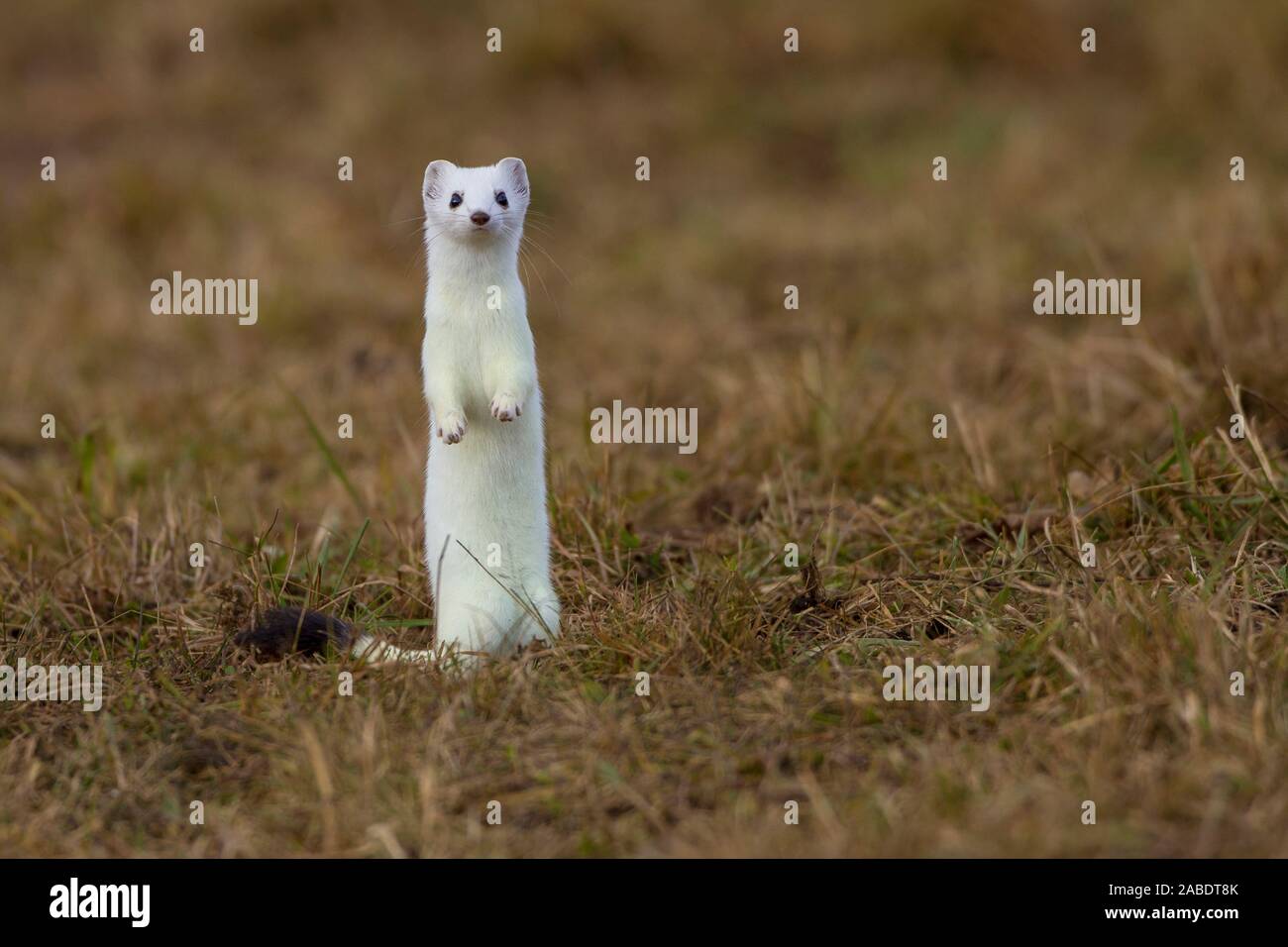 Hermelin (Mustela erminea) im Winterfell Stockfoto