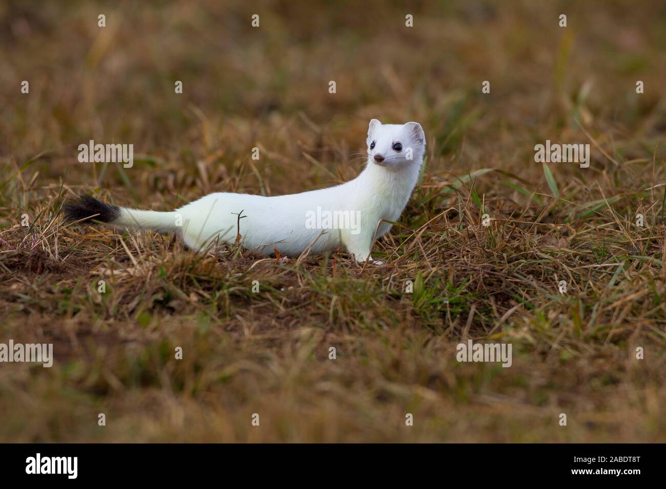 Hermelin (Mustela erminea) im Winterfell Stockfoto