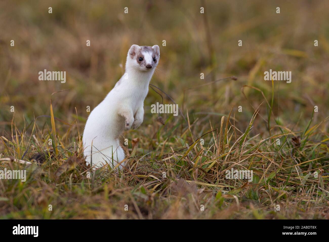 Hermelin (Mustela erminea) im Winterfell Stockfoto