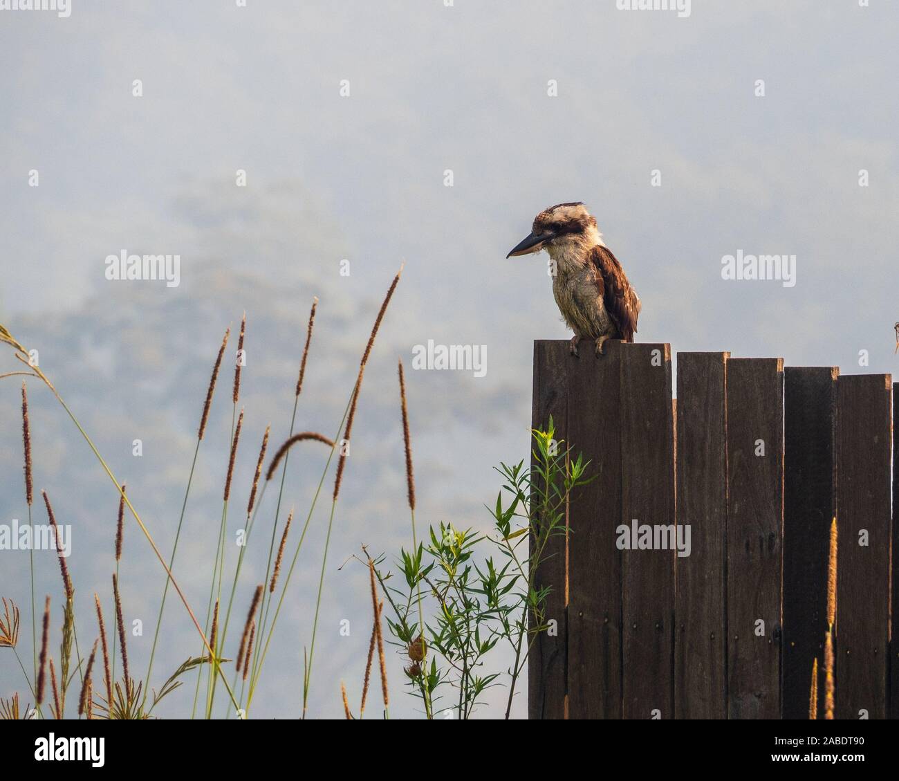 Der australische Vogel, Eine verschnaufelte Kookaburra, sitzt an einem warmen, unheimlich aussehenden rauchigen Morgen in Australien auf einem Zaun. Fast Im Sommer Stockfoto