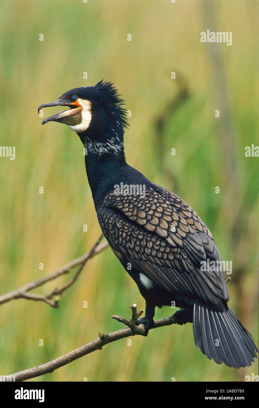 Kormoran (Phalacrocorax Carbo) Stockfoto