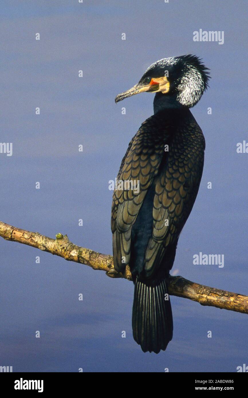 Kormoran (Phalacrocorax Carbo) Stockfoto