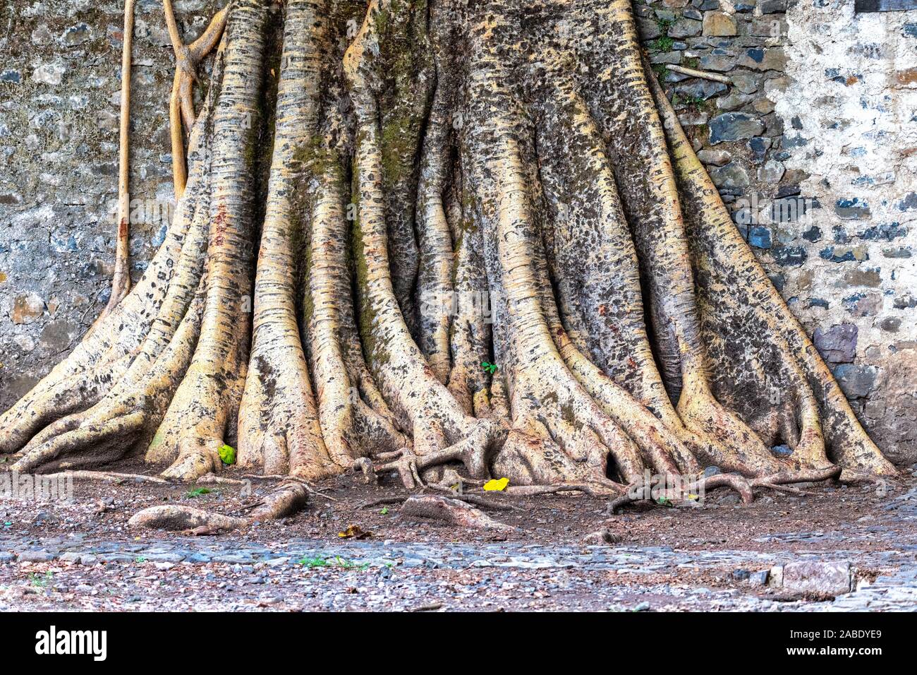 Gondar, Äthiopien, Fasil Ides Badewanne, ein Gewirr von massiven Stamm Wurzeln in einem Königreich, Pool. Stockfoto