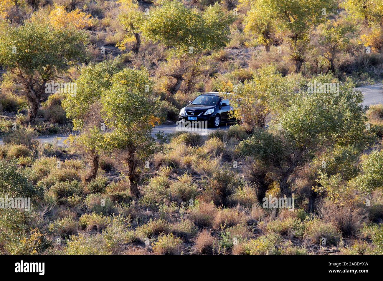 Ein Vogel der Wüste pappel holz an Yiwu County Hami Stadt Xinjiang im Nordwesten Chinas Uiguren Xinjiang autonome Region, 7. Oktober 2019. *** Lokale Stockfoto