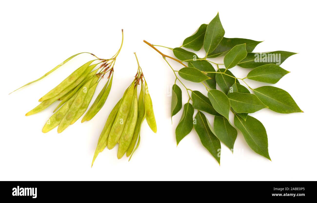 Dalbergia oder Rosenholz sheesham. Anlage mit Saatgut. Auf weissem Hintergrund Stockfoto