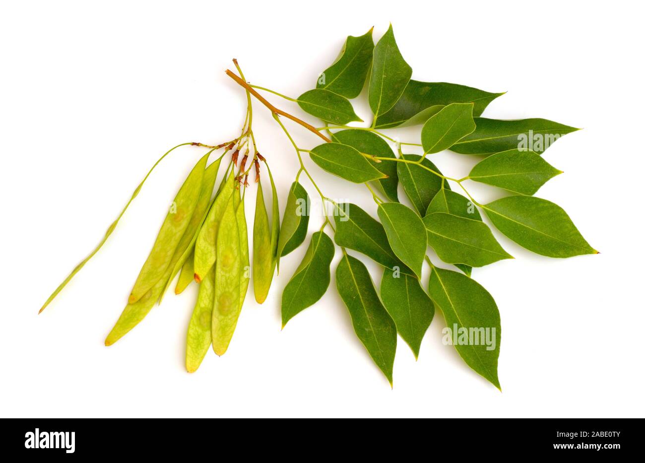 Dalbergia oder Rosenholz sheesham. Anlage mit Saatgut. Auf weissem Hintergrund Stockfoto