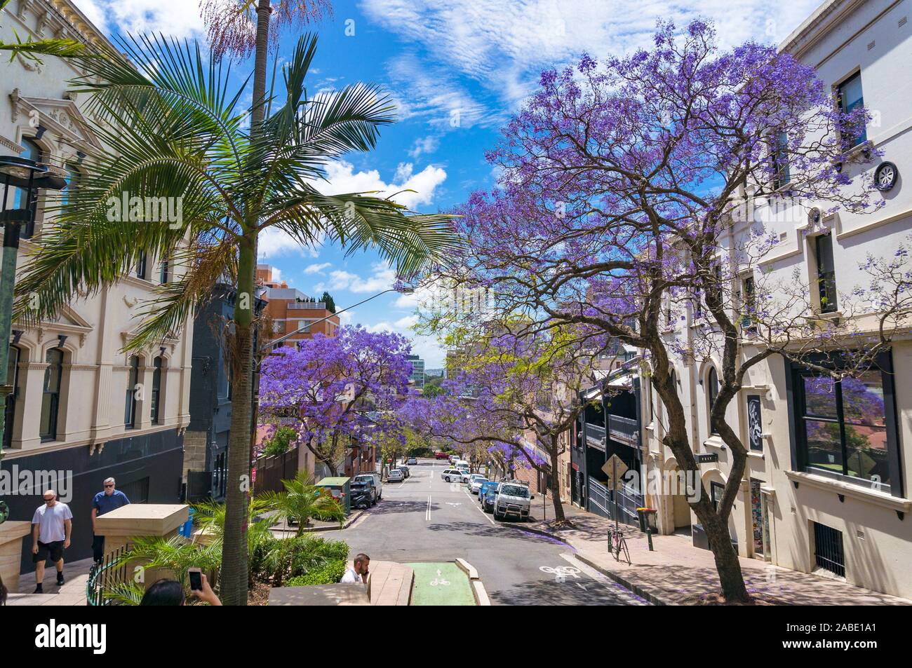 Sydney, Australien - 18. Oktober 2017: blühender Jacaranda-Bäume auf Sydney Straße an einem sonnigen Tag Stockfoto