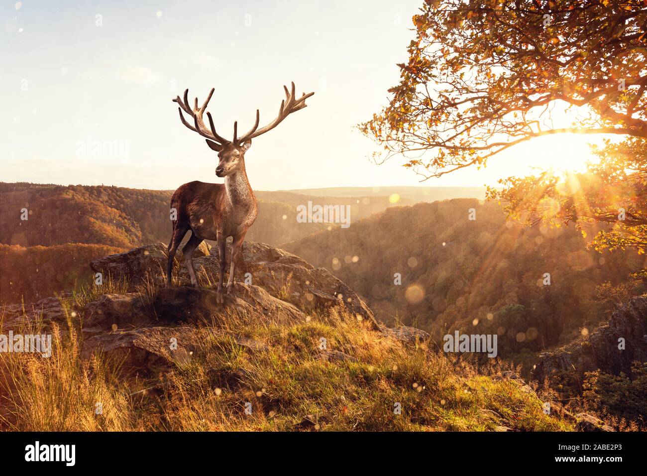 Big Hirsch im Herbstlicht steht auf einer Klippe in Der Nationalpark Harz Stockfoto