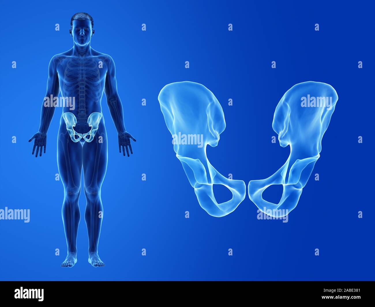 3D-gerenderte medizinisch genauen Abbildung des menschlichen Hüftknochen Stockfoto