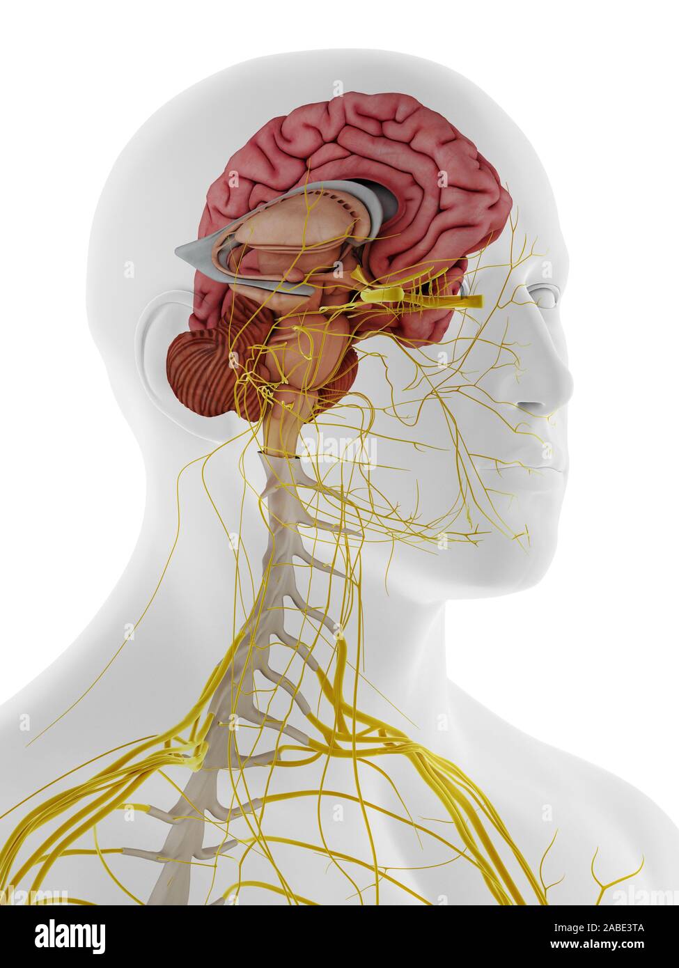3D-gerenderte Medizinisch genaue Abbildung der internen Anatomie des Gehirns Stockfoto