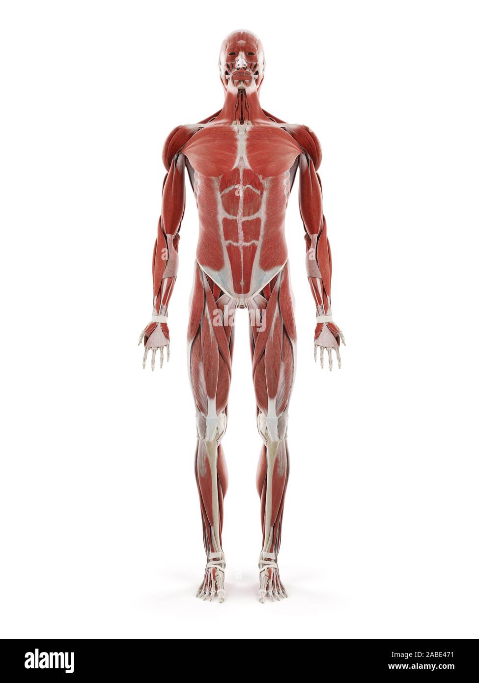 3D-gerenderte Medizinisch genaue Abbildung der menschlichen Muskulatur Stockfoto