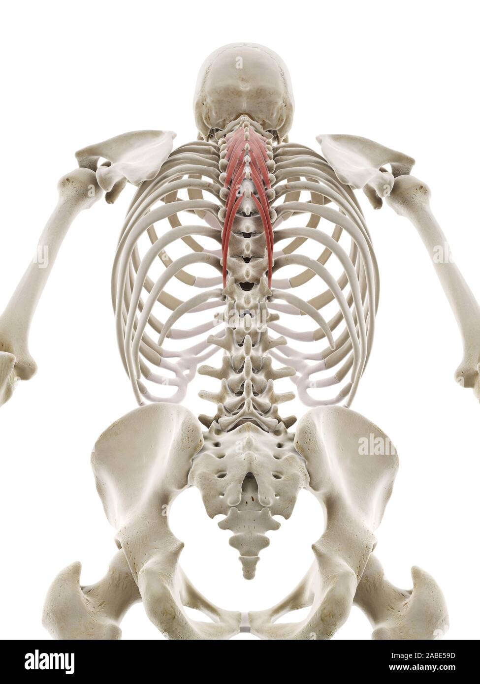 3D-gerenderte medizinisch genauen Abbildung des semispinalis thoracis Stockfoto