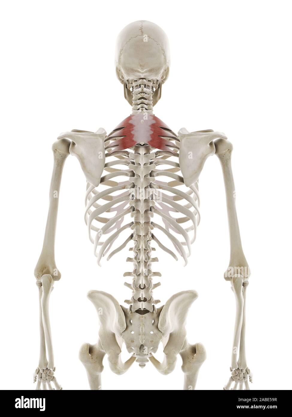 3D-gerenderte Medizinisch genaue Abbildung der serratus posterior Superior Stockfoto