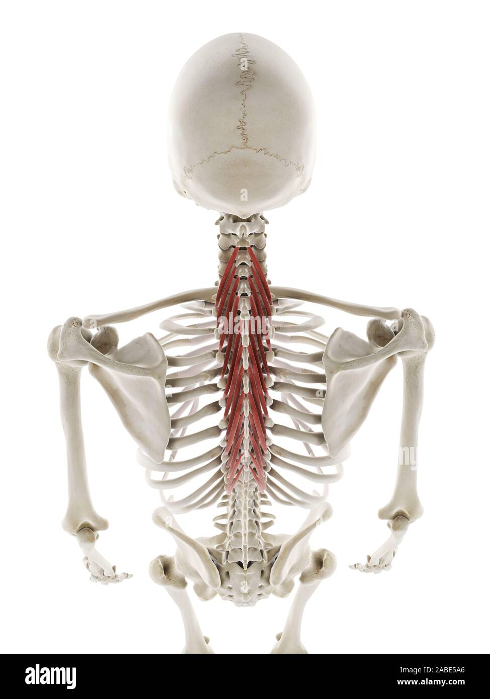 3D-gerenderte medizinisch genauen Abbildung des semispinalis thoracis Stockfoto