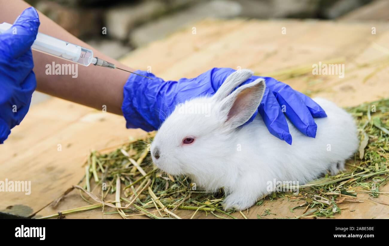 Mann in medizinische Handschuhe impft eine kleine weiße Kaninchen Stockfoto