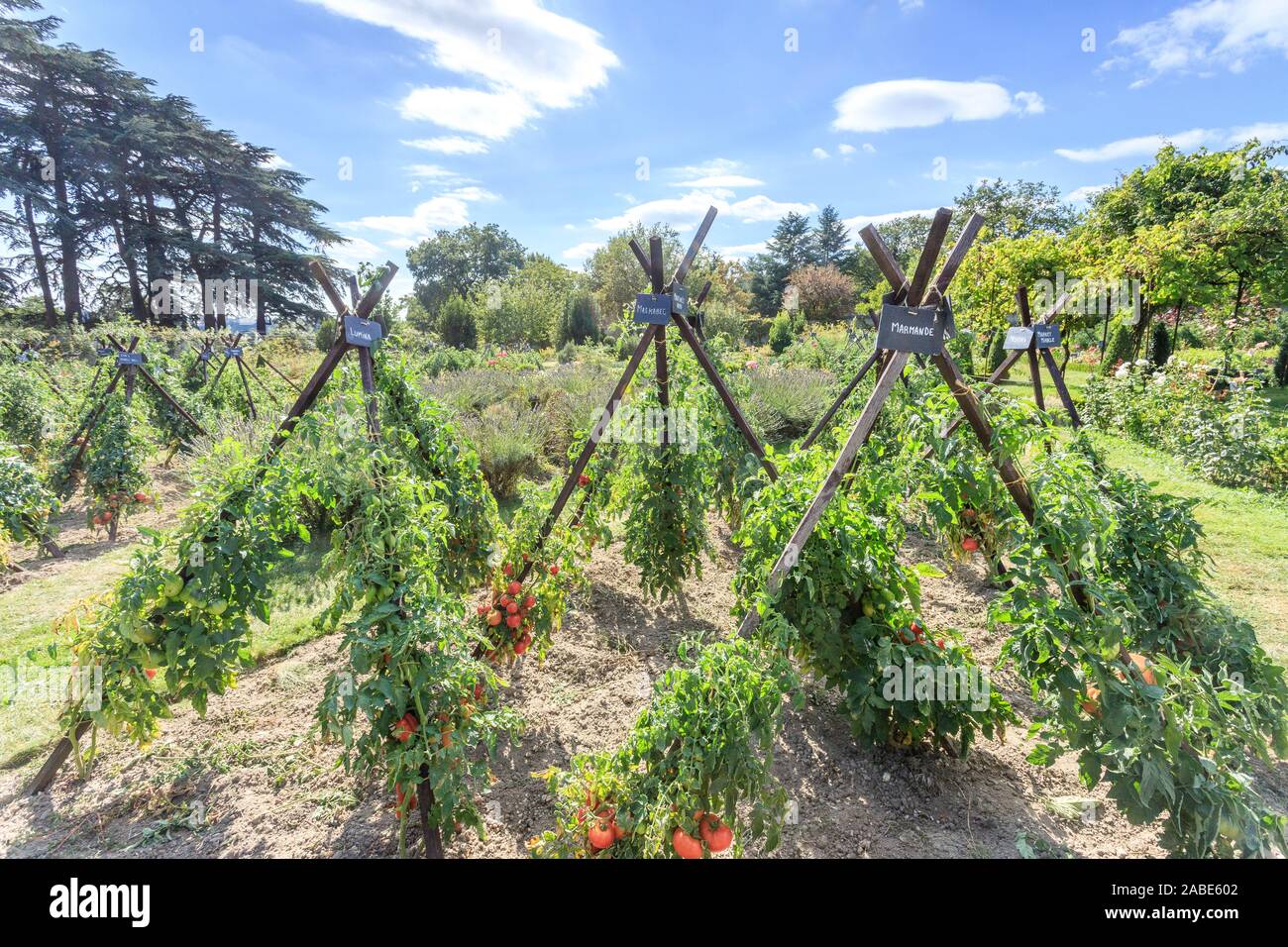 Frankreich, Indre et Loire, Loire-Tal UNESCO Weltkulturerbe, Montlouis-sur-Loire, Chateau de la Bourdaisiere Park und Gärten, die conserv Stockfoto