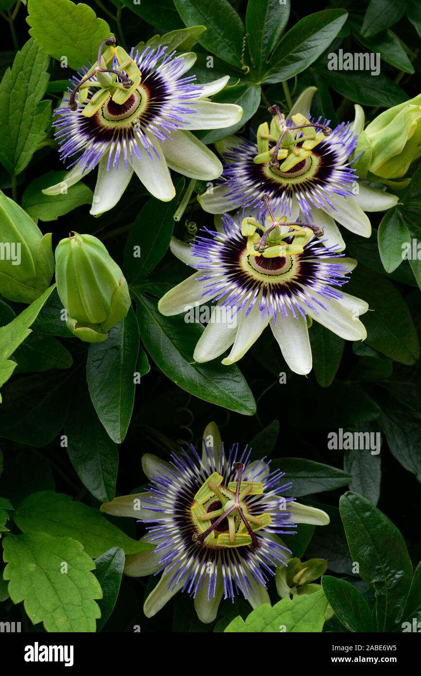 Gemeinsame blaue Leidenschaft Blumen oder Passiflora caerulea. Nahaufnahme von vier Blumen. Stockfoto