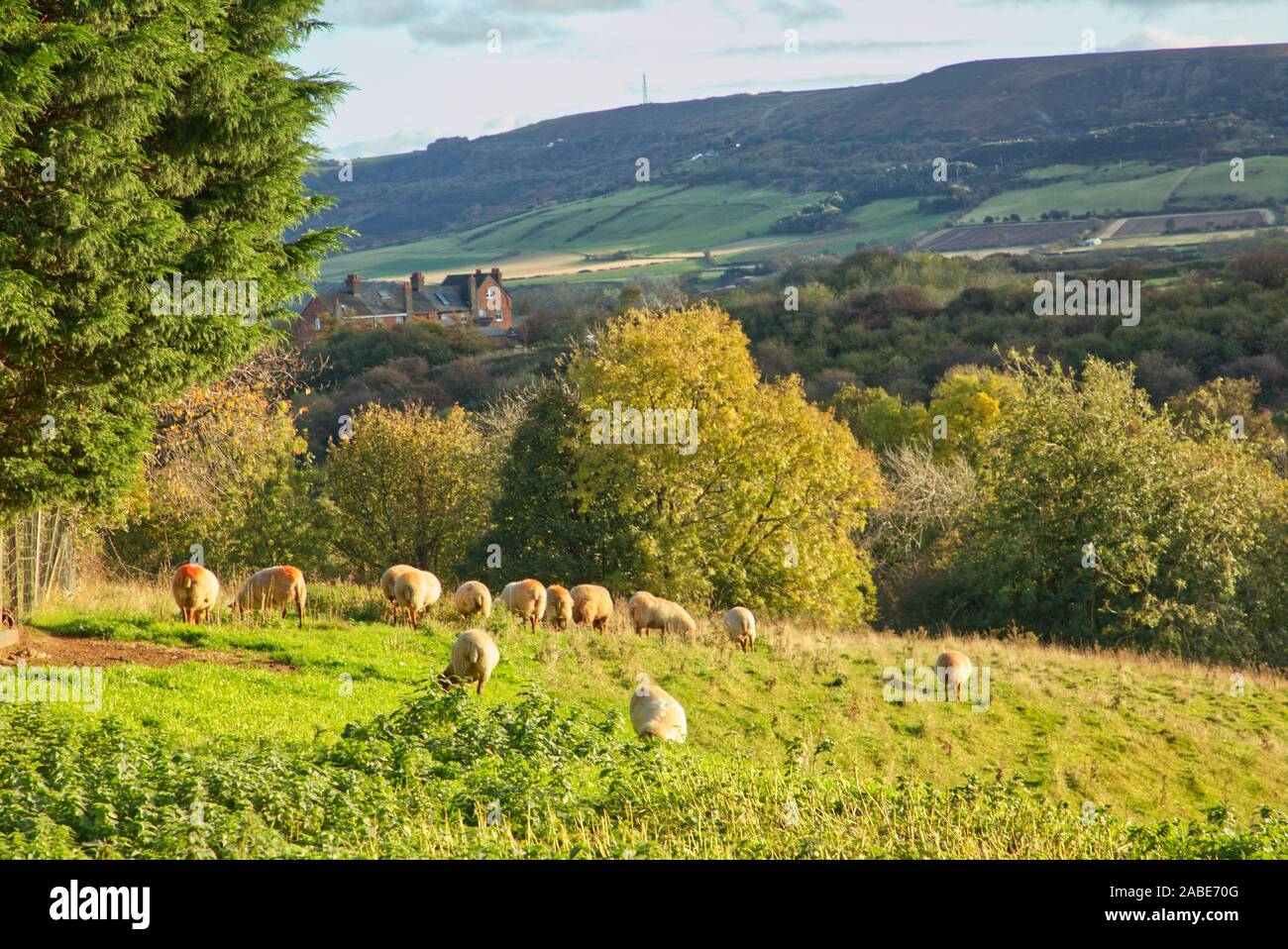 Herbst in Yorkshire Stockfoto