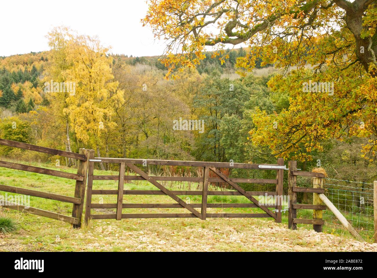 Herbst in Yorkshire Stockfoto