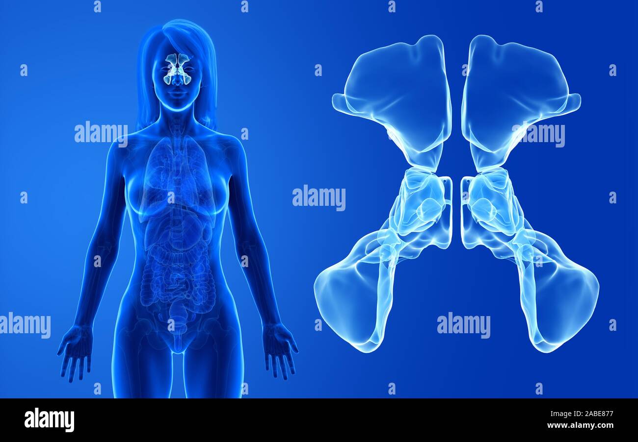 3d-medizinisch genaue Abbildung der weiblichen gerendert Nebenhöhlen Stockfoto