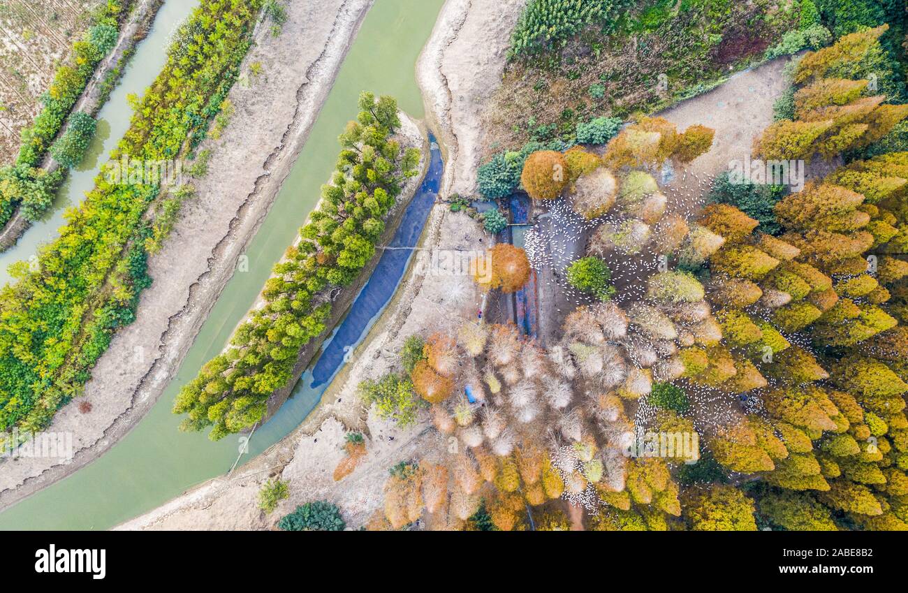 Luftaufnahme der metasequoia, auch als Dawn aus rotem Holz Wald in Sihong Grafschaft, Stadt Suqian, der ostchinesischen Provinz Jiangsu, 26. Oktober 2019. Stockfoto