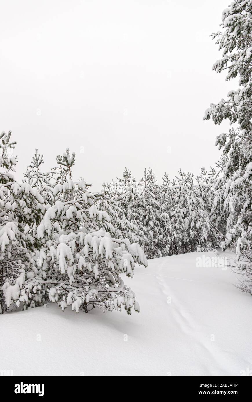 Verschneiten Winterwald. Stockfoto