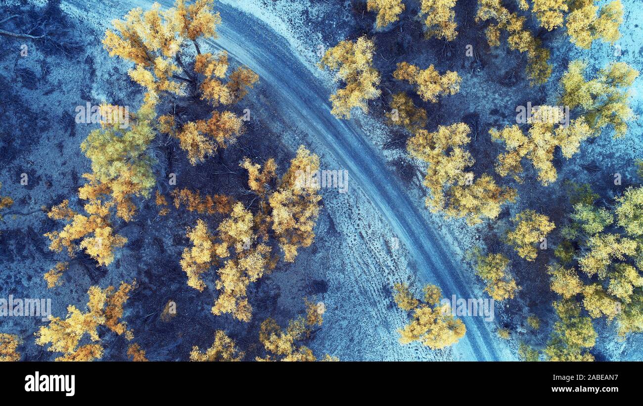 Ein Vogel der Wüste pappel holz in Bugur County, Bayingolin Präfektur, Nordwesten Chinas Uigurischen Autonomen Region Xinjiang, 22. Oktober 2019. *** L Stockfoto