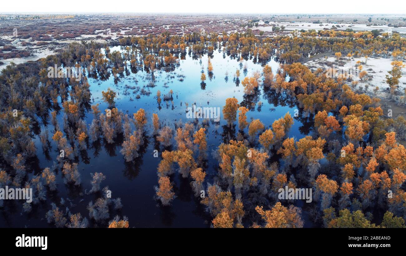 Ein Vogel der Wüste Pappel Holz wächst im Wasser in Bugur County, Bayingolin Präfektur, Nordwesten Chinas Uiguren Xinjiang autonome Region, 22 Oc Stockfoto