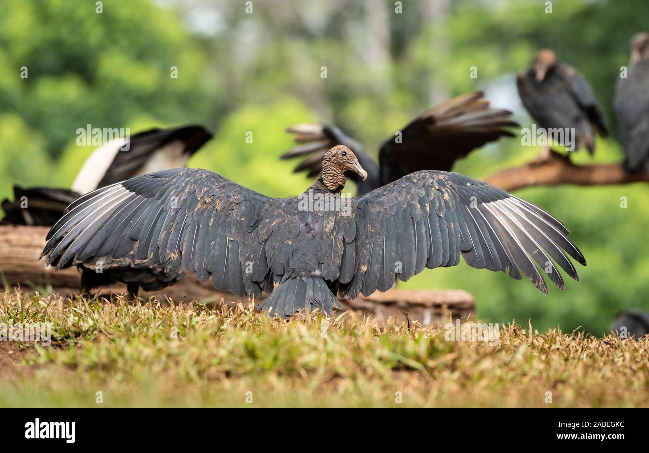 Schwarze Geier: Coragyps atratus. Cost Rica. Stockfoto