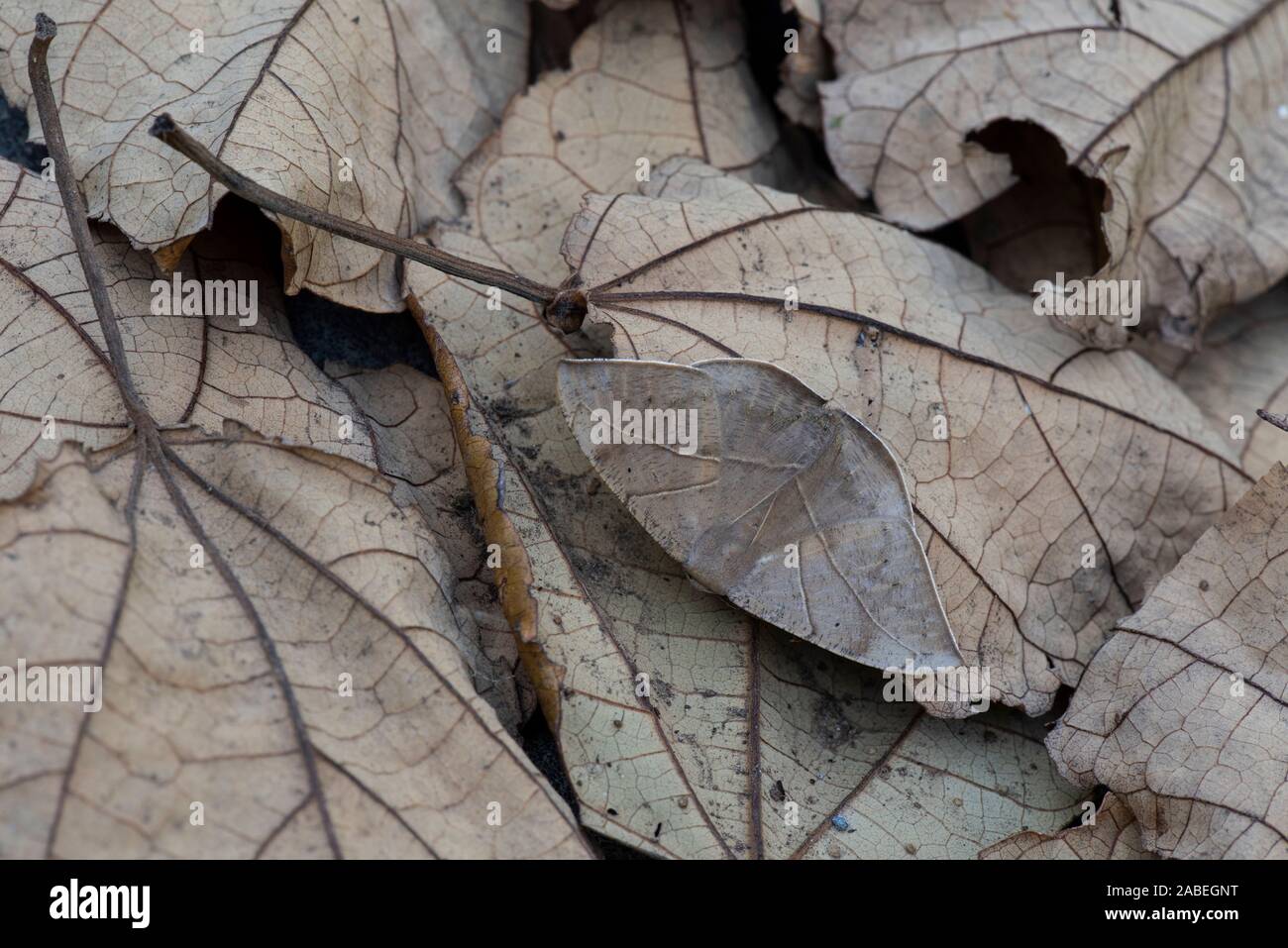 Saturnid Motte: Copaxa sp. Cost Rica. Auf Blätter getarnt. Stockfoto