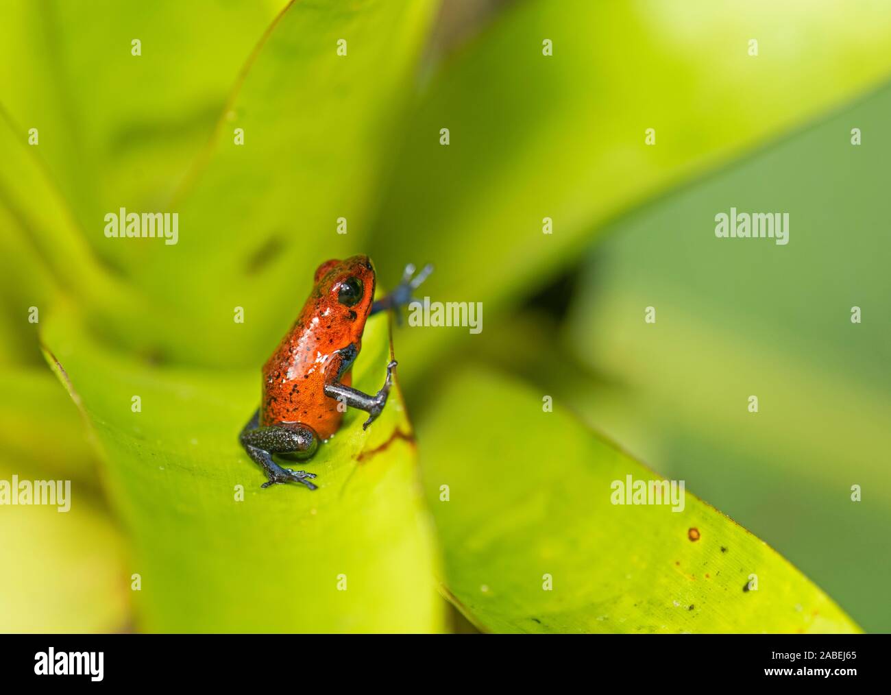 Strawberry Poison Dart Frog: Oophaga pumilio. Stockfoto