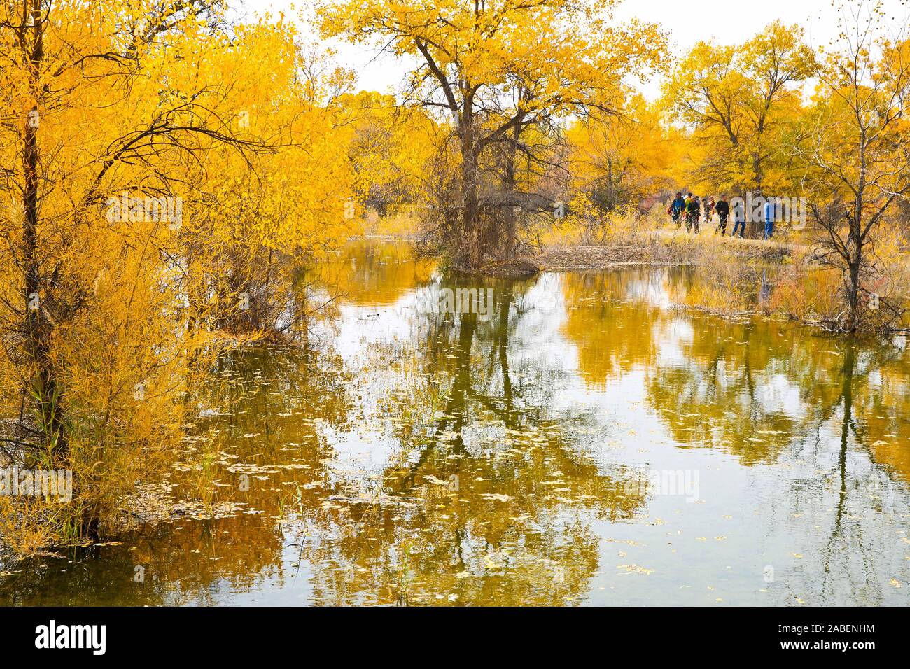 Menschen gehen auf der Brücke in Jinta Dessert Poplar Forest Area in Jiuquan Stadt, im Nordwesten der chinesischen Provinz Gansu, 13. Oktober 2019. Stockfoto