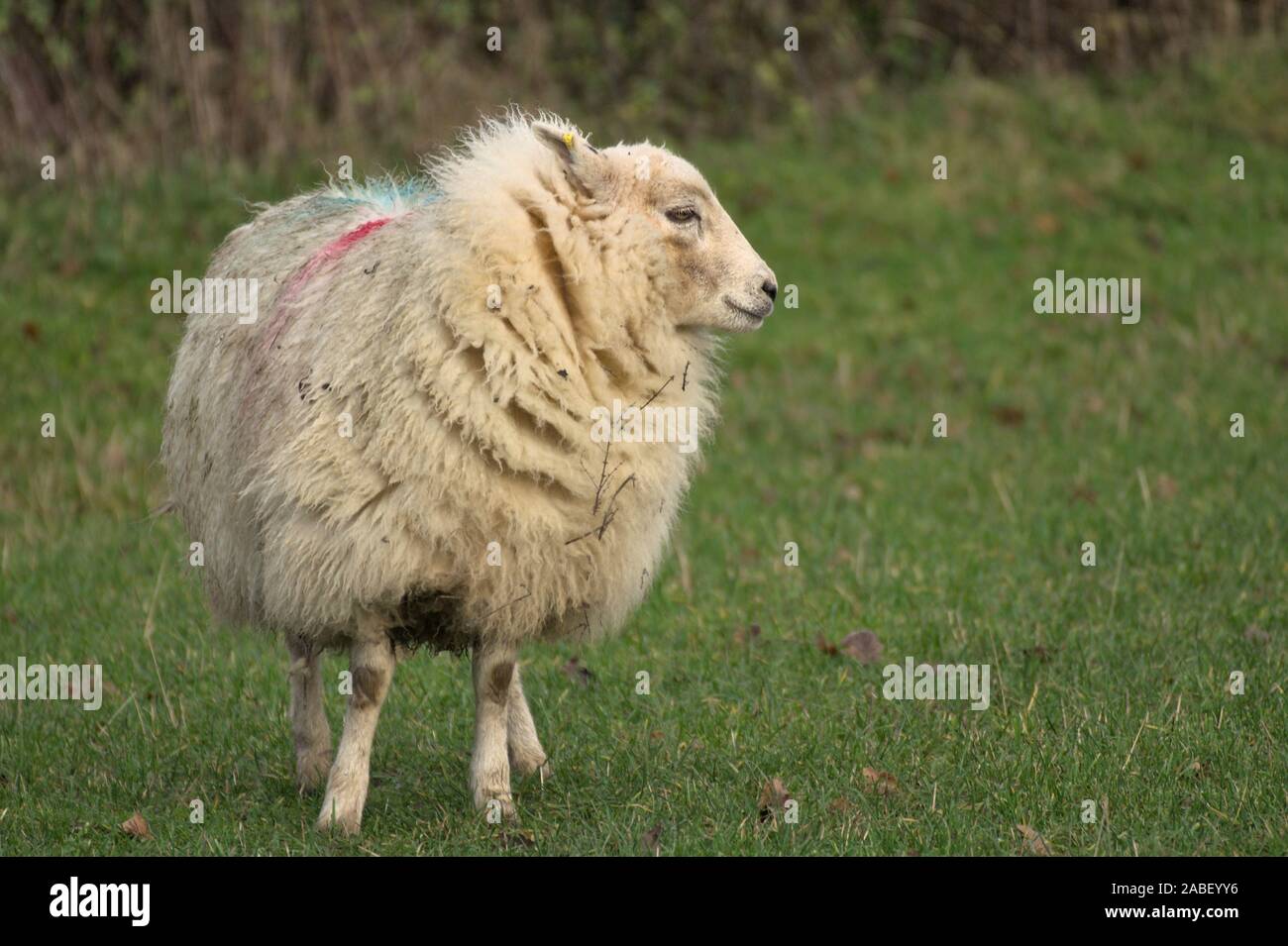 Inländische weißes Schaf Schaf schauend rechts Stockfoto