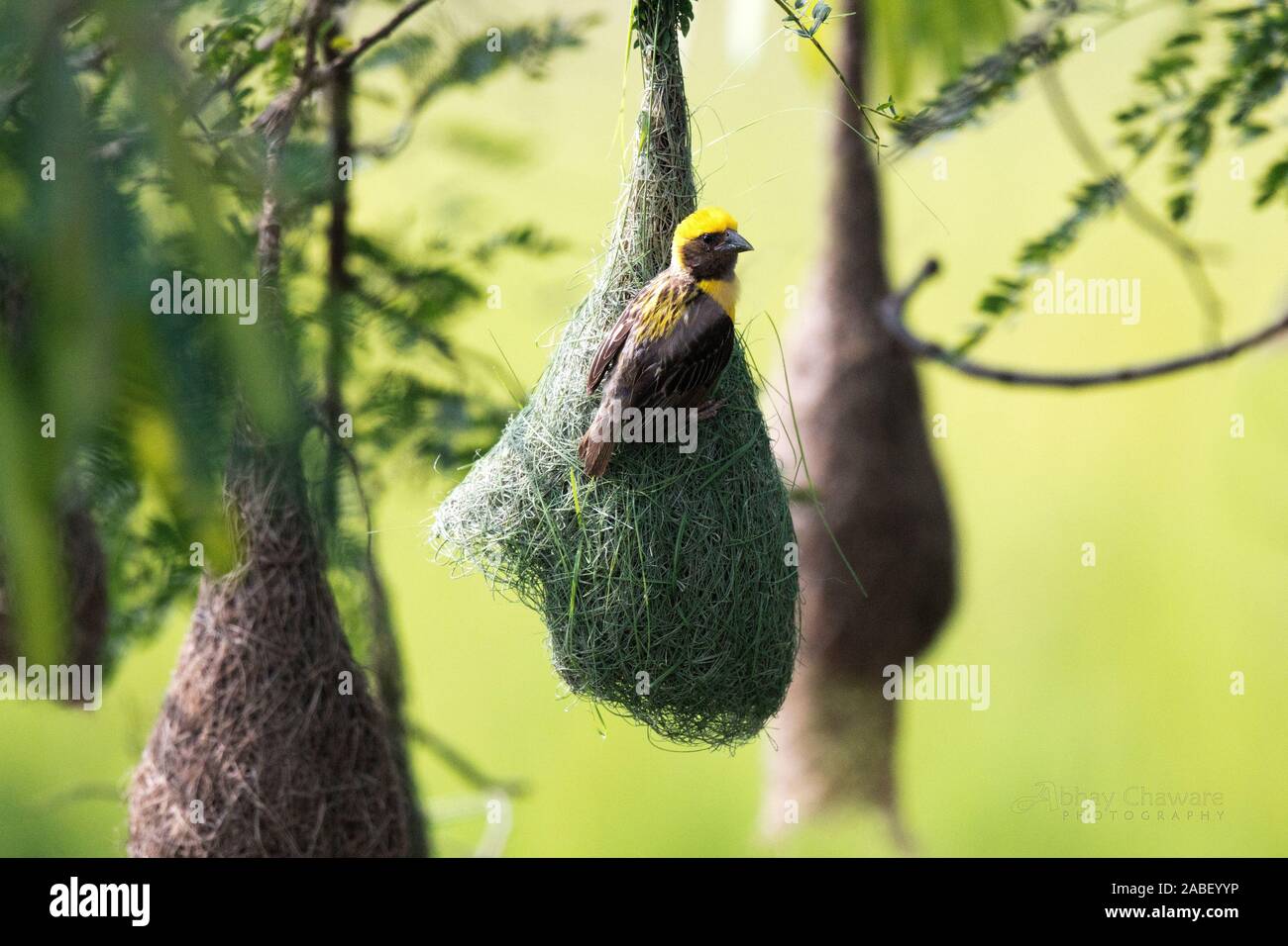 Träume im machen! Stockfoto