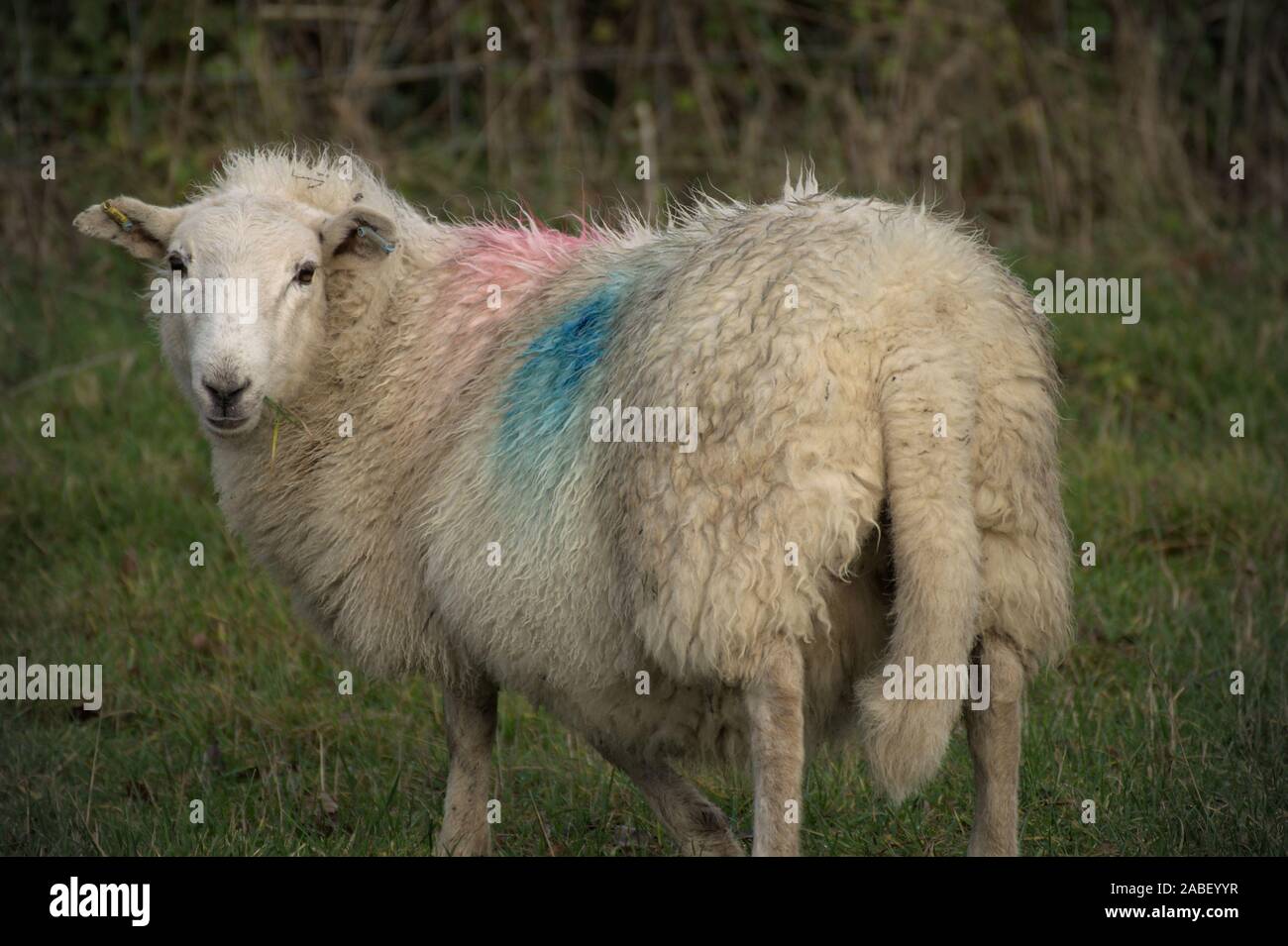 Weißes Schaf Schafe über seine Schulter in einem Modell - wie darstellen Stockfoto