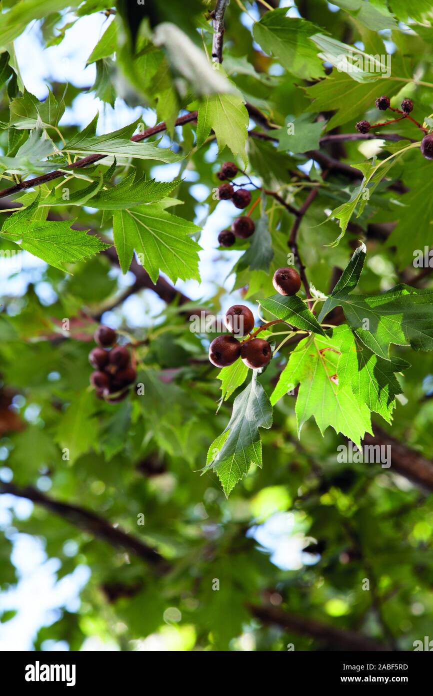 Reife Beeren und grüne Blätter des Wild Service Tree (Sorbus torminalis) im Frühherbst, London, Großbritannien Stockfoto