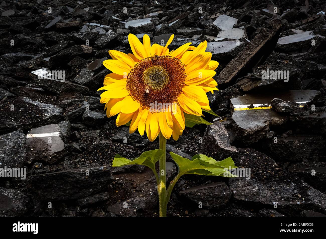 Sonnenblume vor einem Stapel von Abbruchmaterial Wachsende Stockfoto