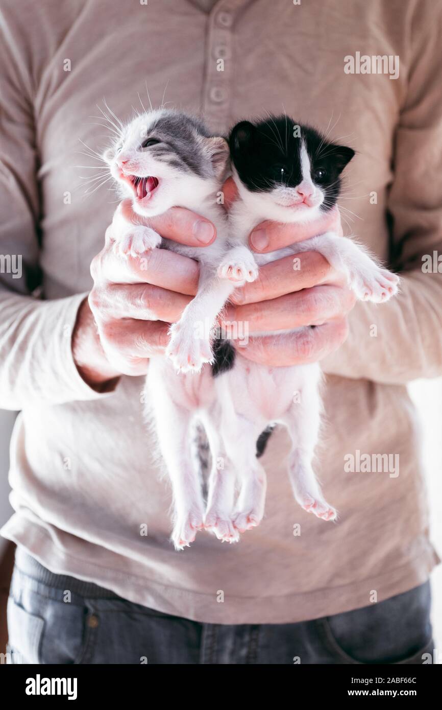 Süße kleine Kätzchen in männlichen Händen Stockfoto