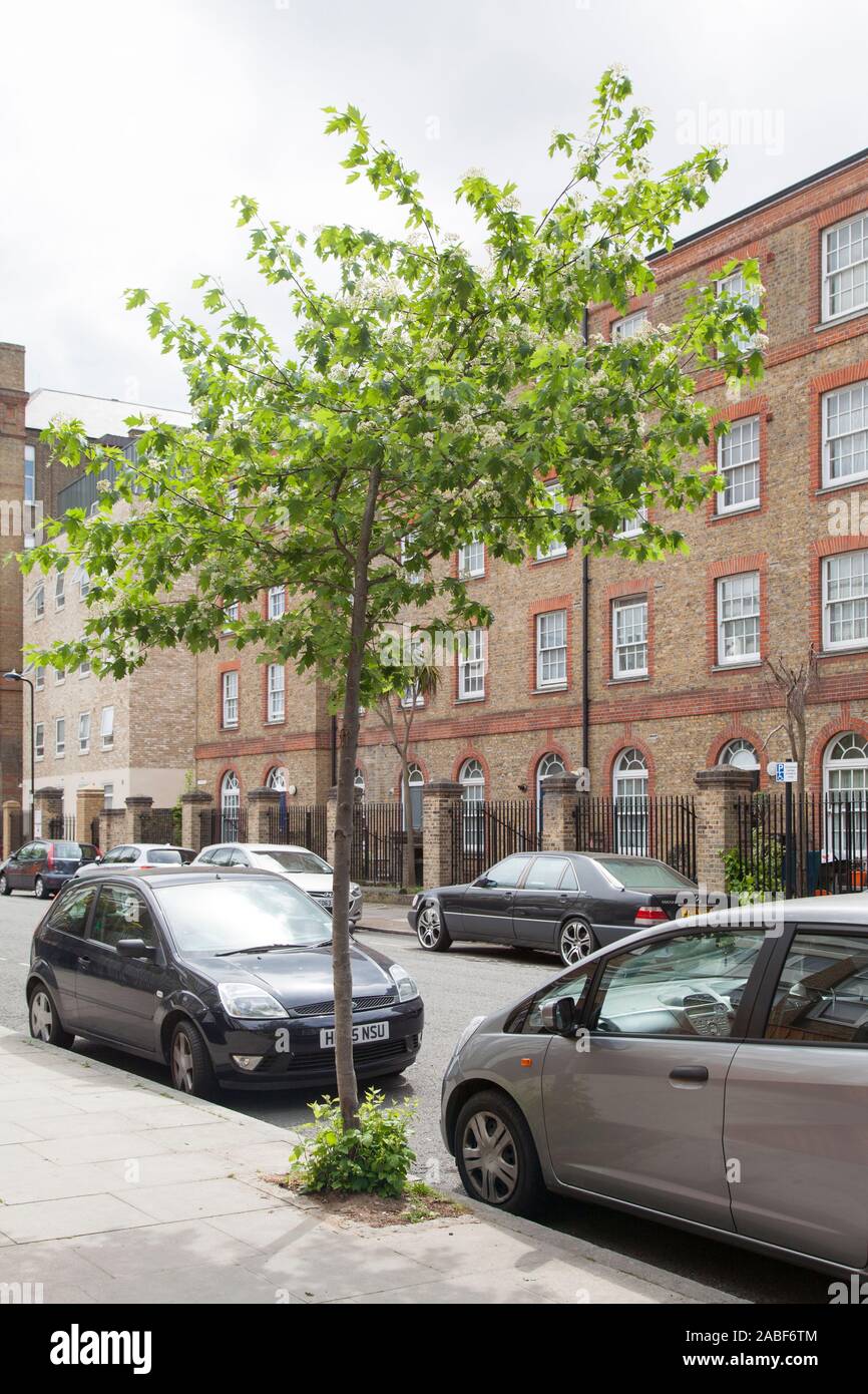 Wild Service Tree (Sorbus torminalis) Straßenbaum in Blüte, Hackney London, Großbritannien Stockfoto