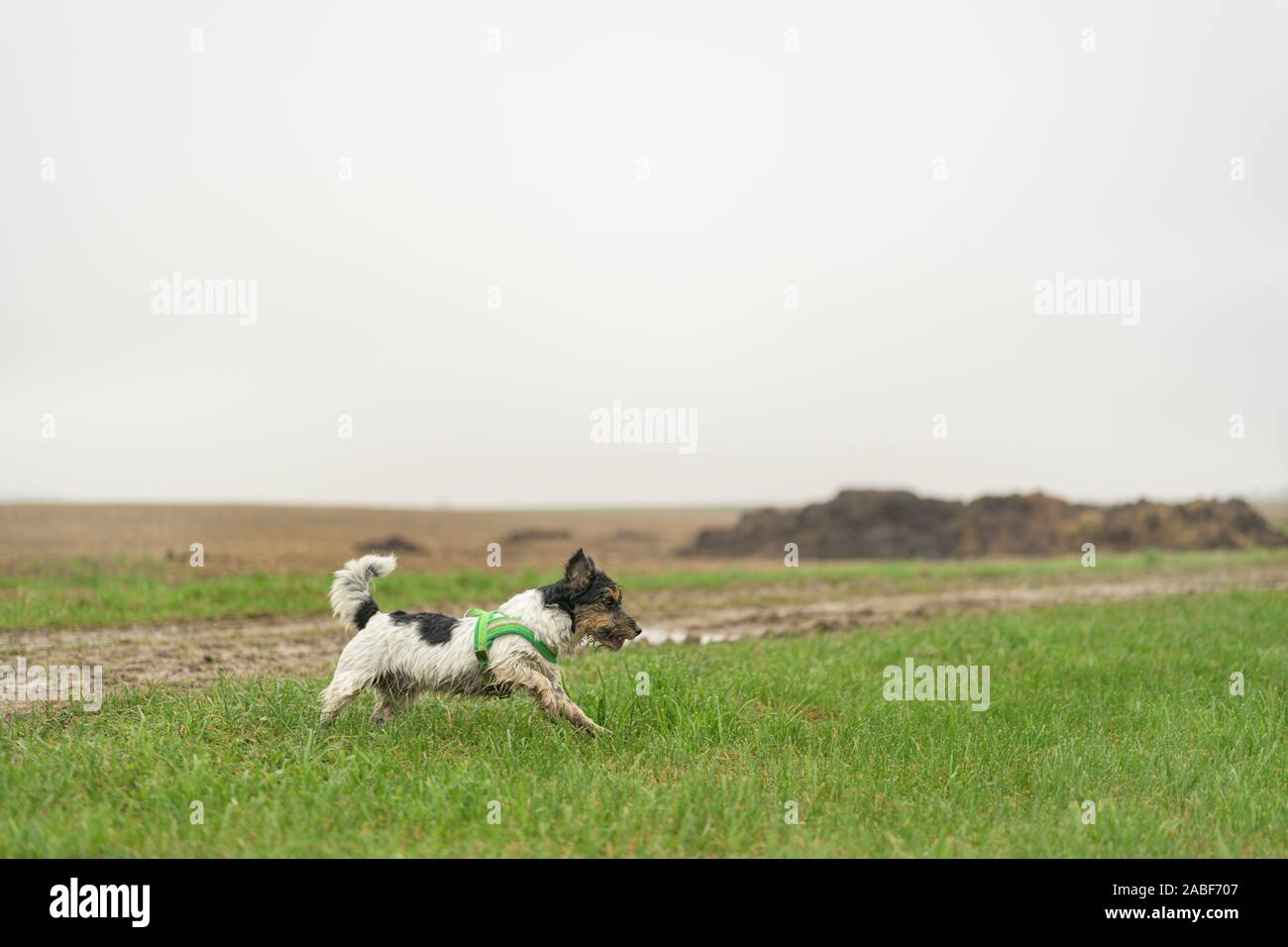 Süße kleine Jack Russell Terrier, 13 Jahre alt. Hund läuft mit Macht über eine nasse Wiese bei Nebel und schlechtem Wetter und hat Spaß. Stockfoto