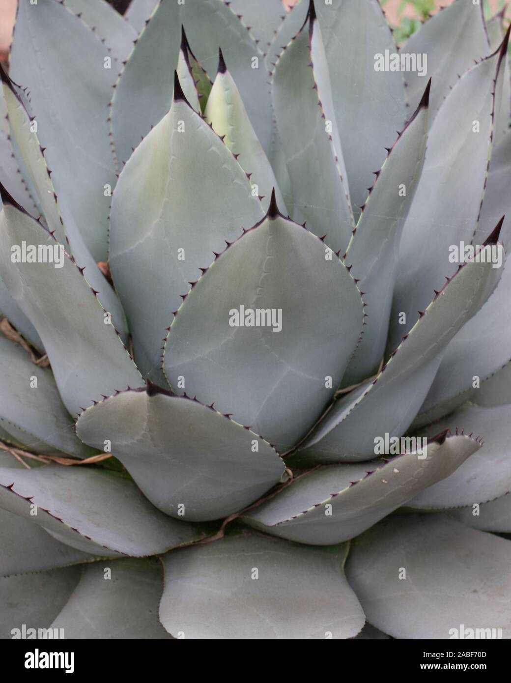 Blätter der Agave ovatifolia allgemein bekannt als die Wale Zunge Agave Stockfoto