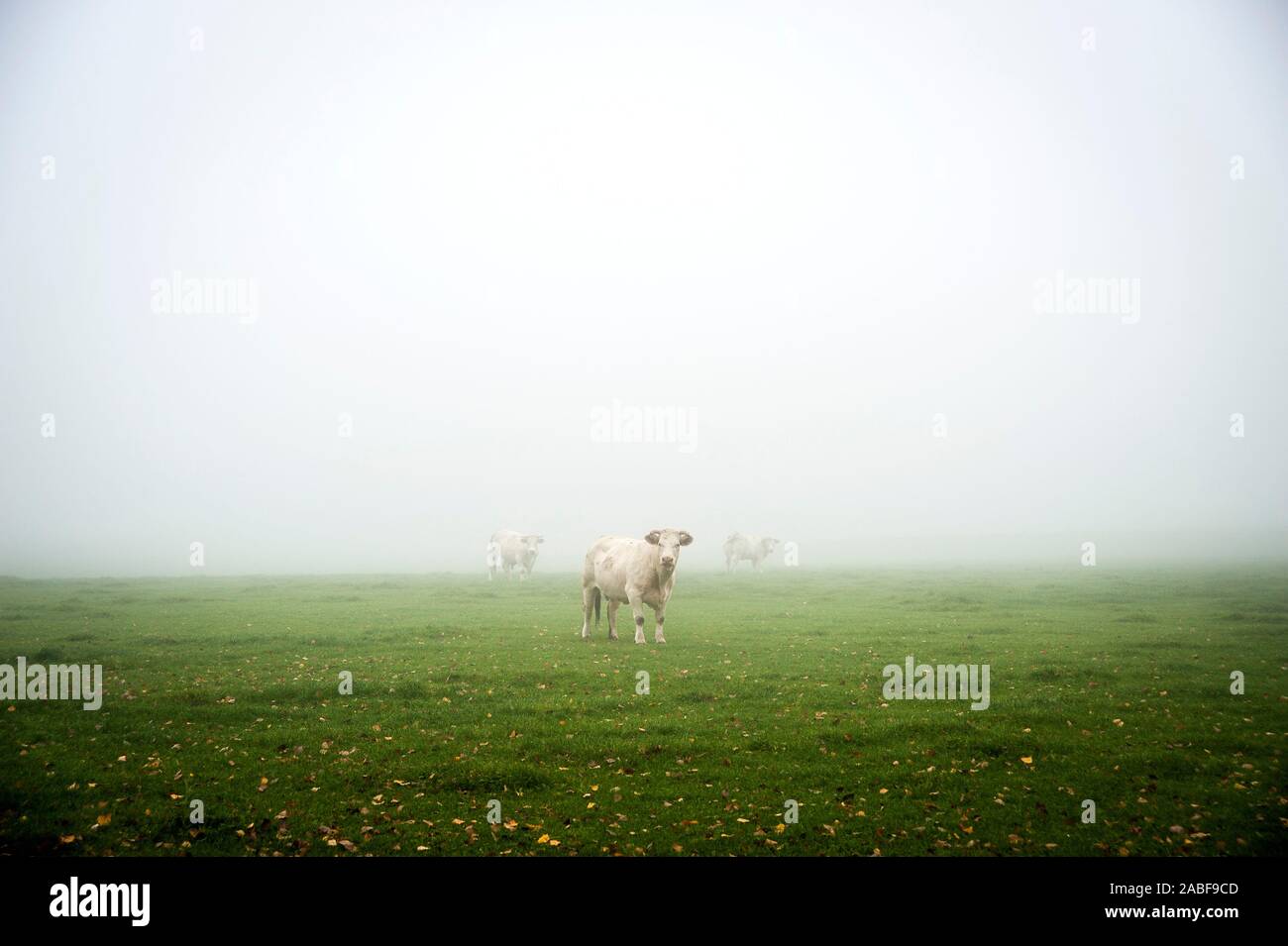 Charolais Kuh auf der Weide, Bayern Stockfoto