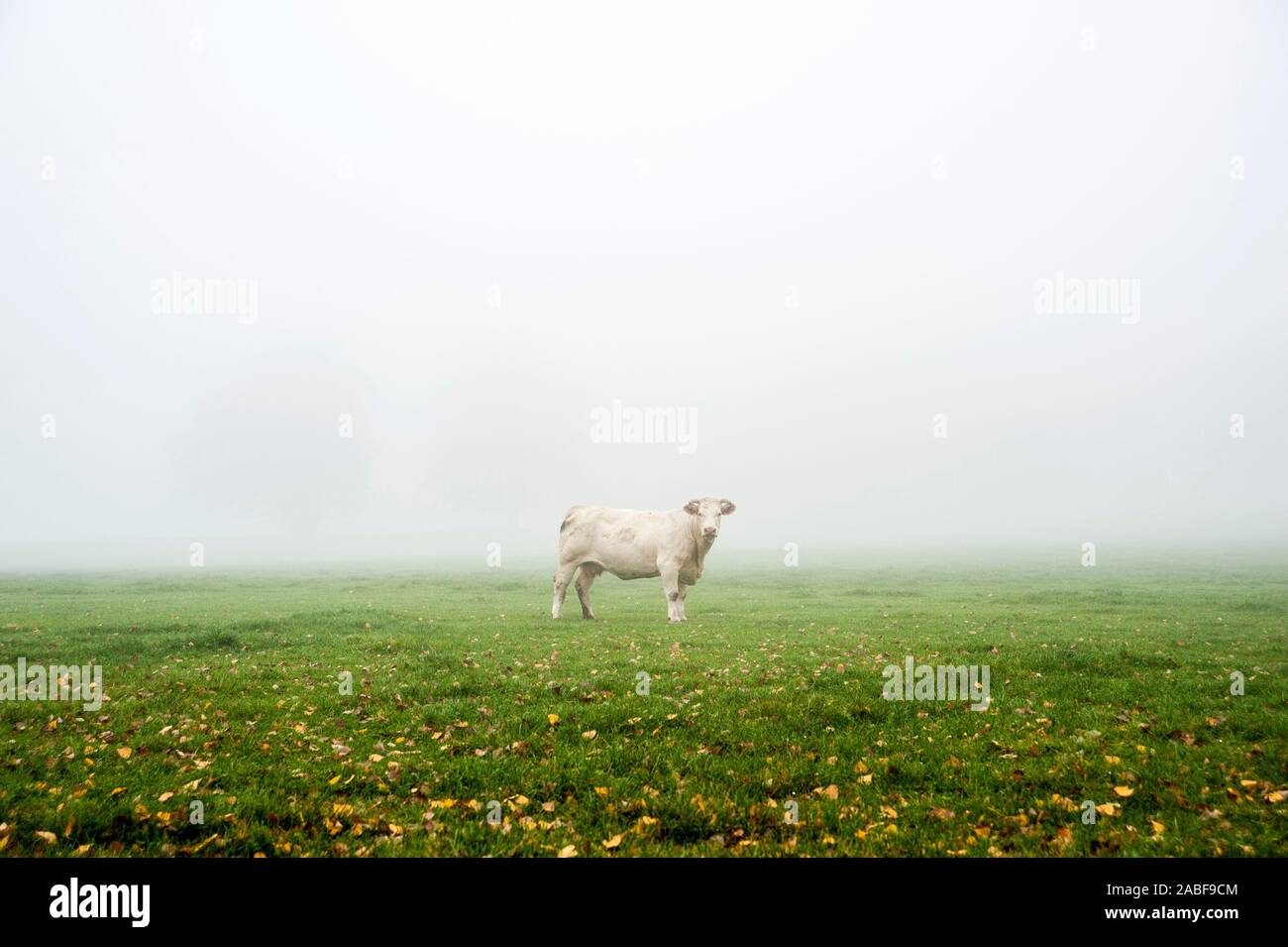 Charolais Kuh auf der Weide, Bayern Stockfoto