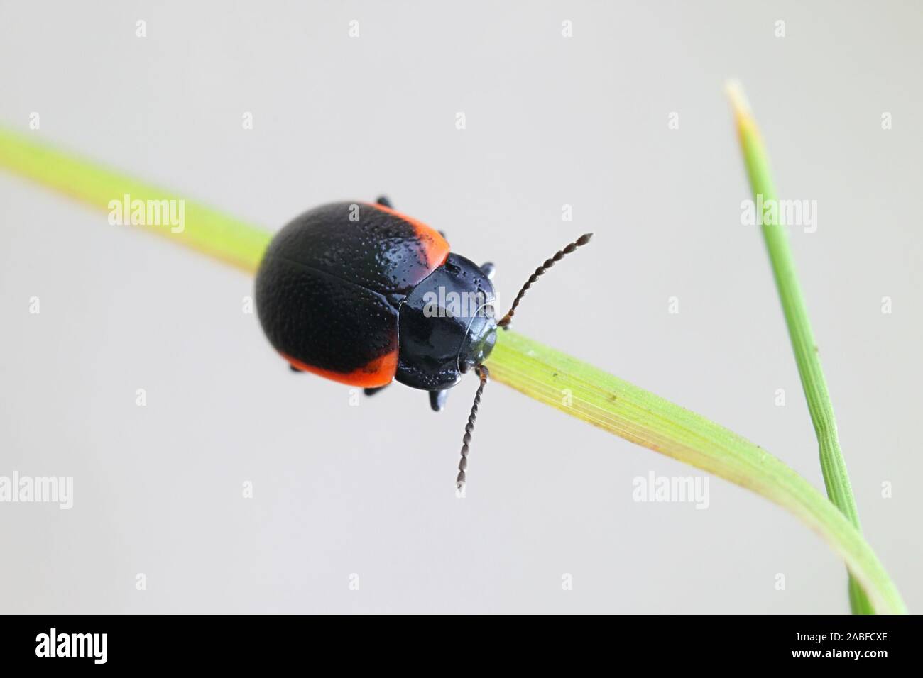 Chrysolina sanguinolenta, wie die Toadflax leaf Beetle bekannt Stockfoto